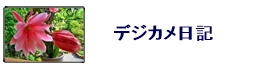 イラスト、写真